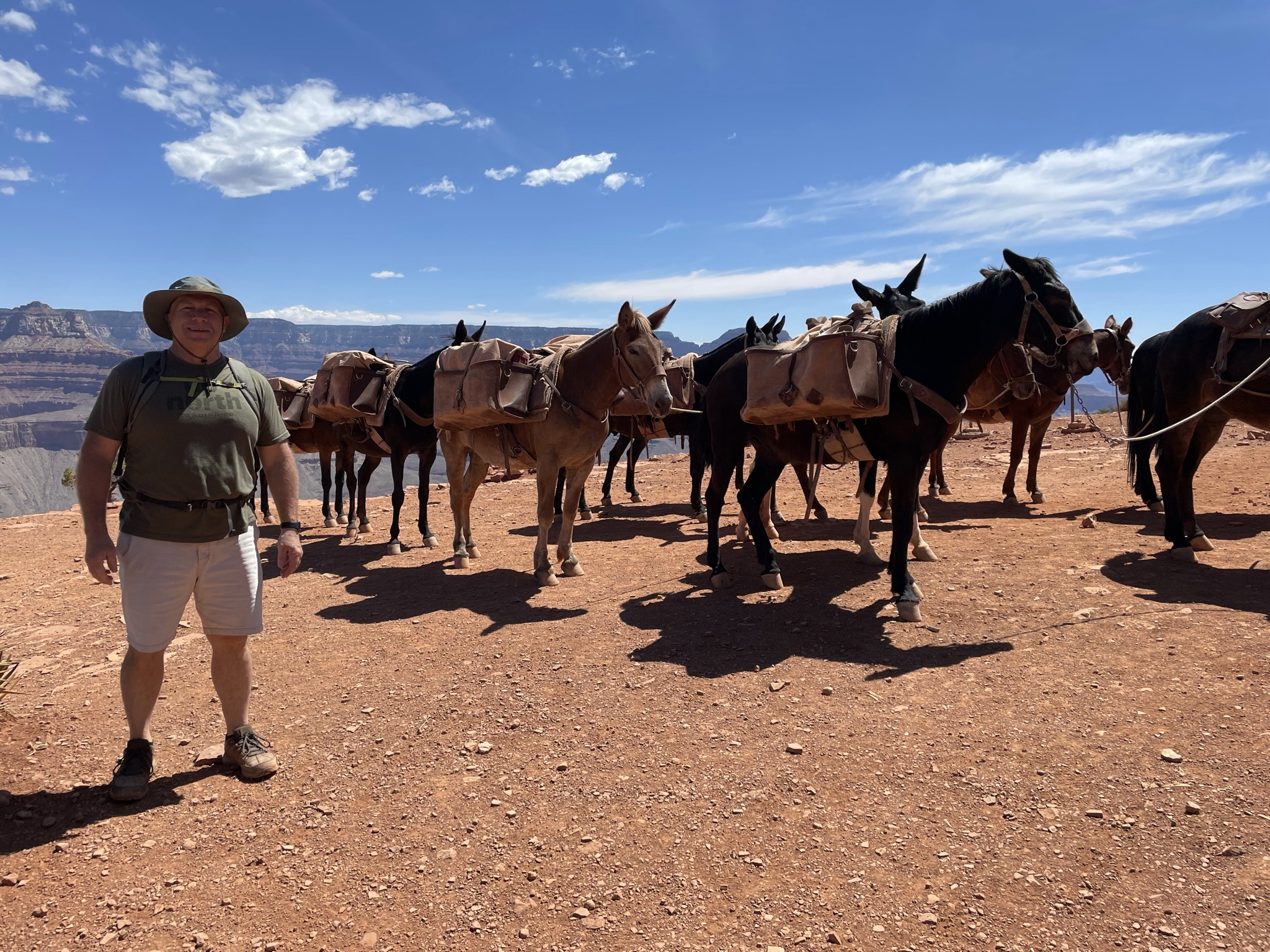 Mule Train