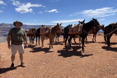 Mule Train