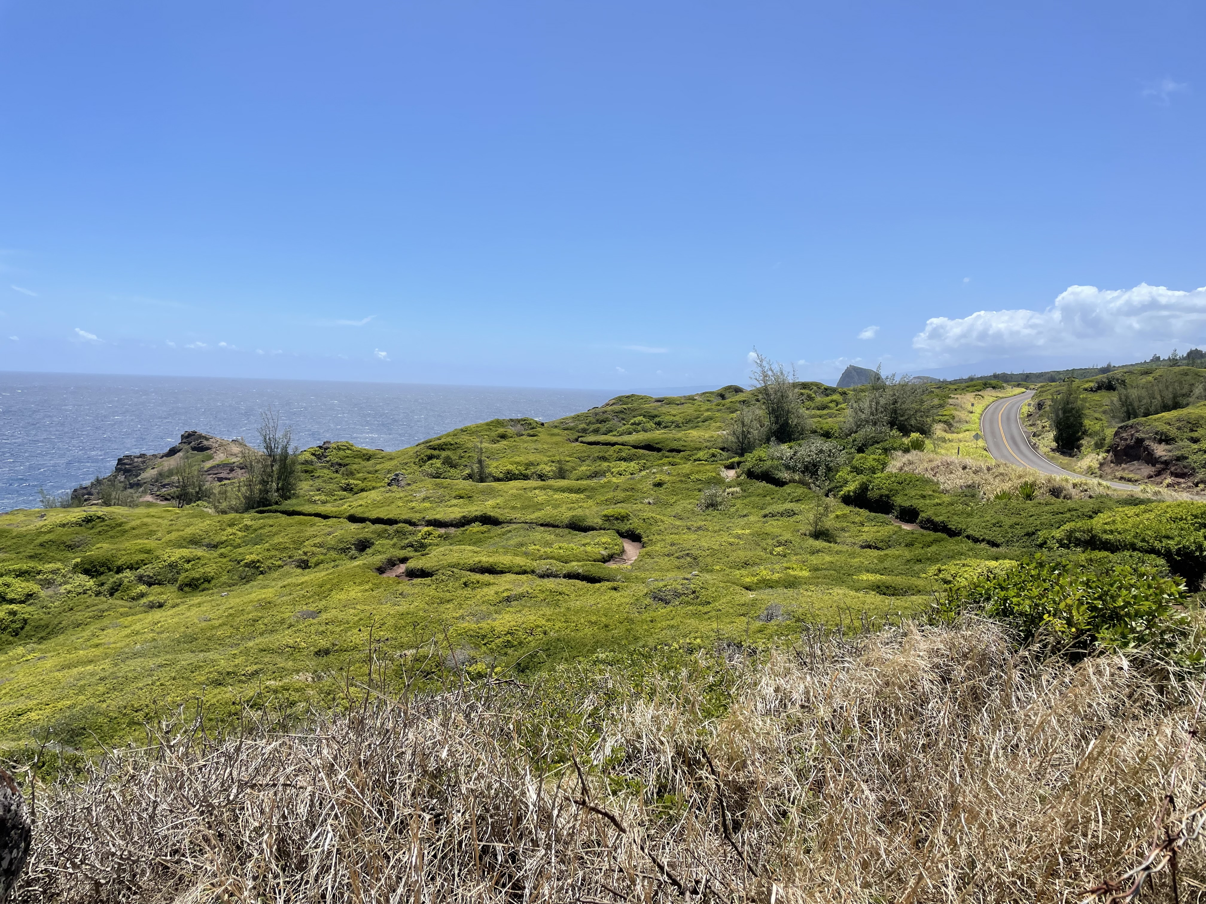 Lush Green Trails