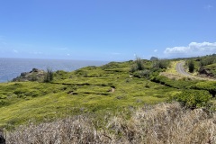 Lush Green Trails