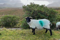Painted Sheep