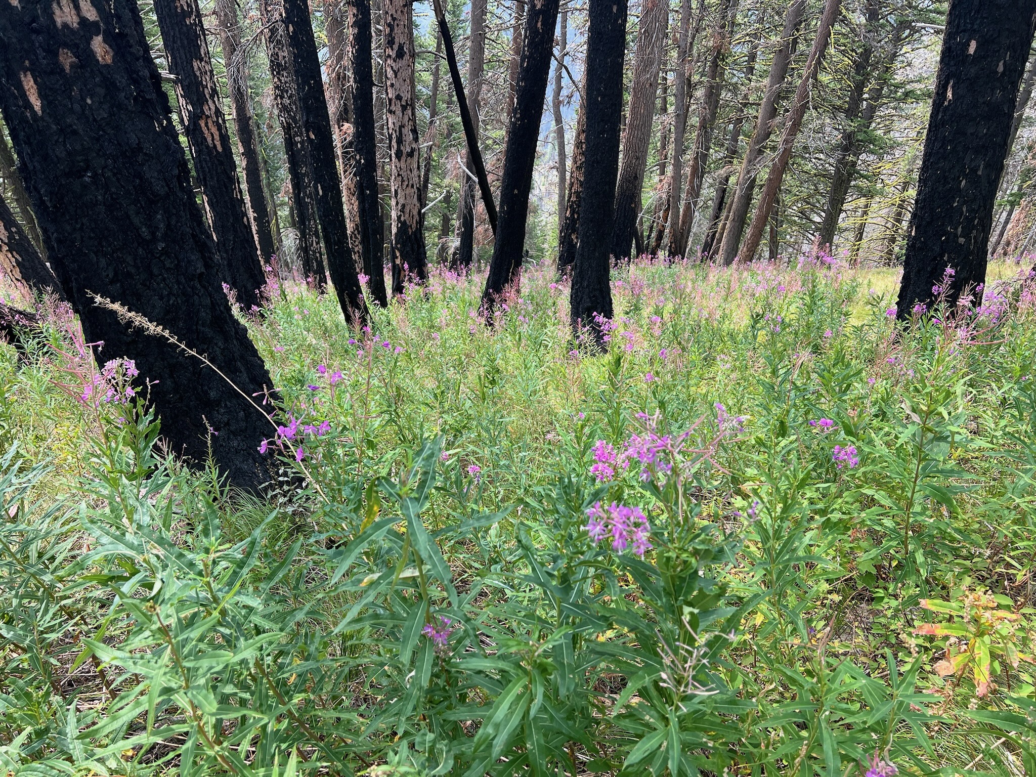 Missoula Hiking