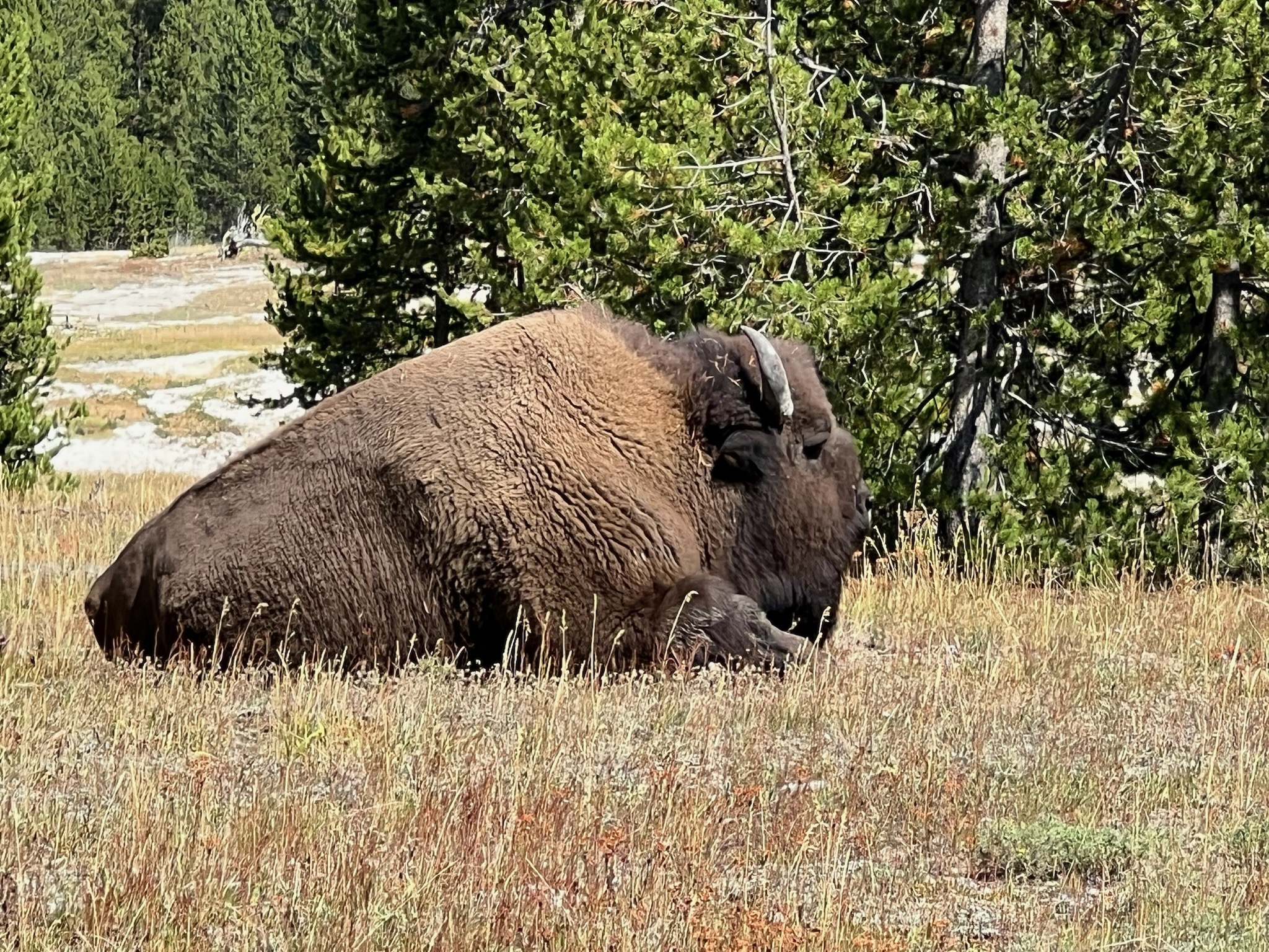 Bison