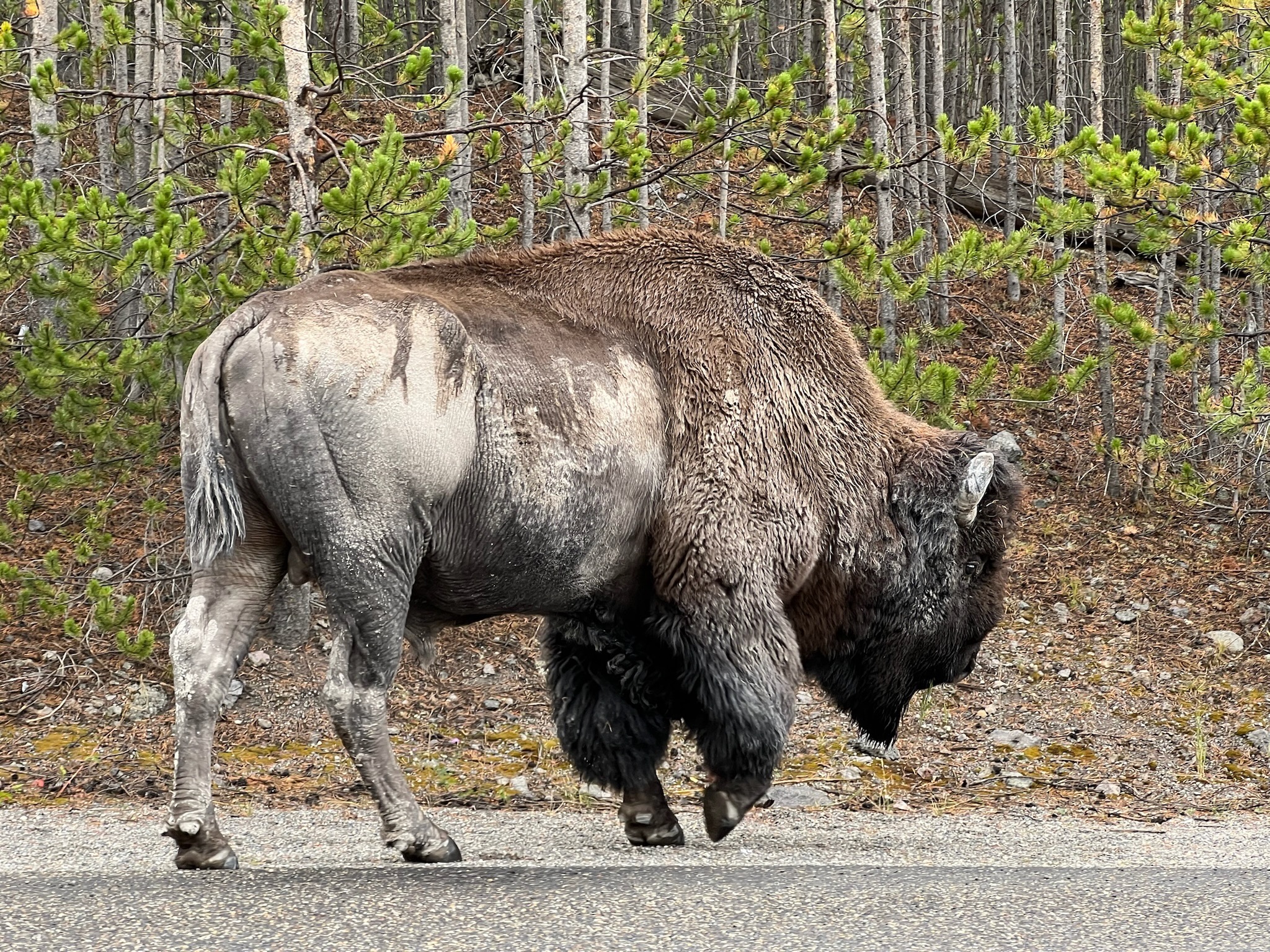 Old looking Bison