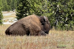Bison
